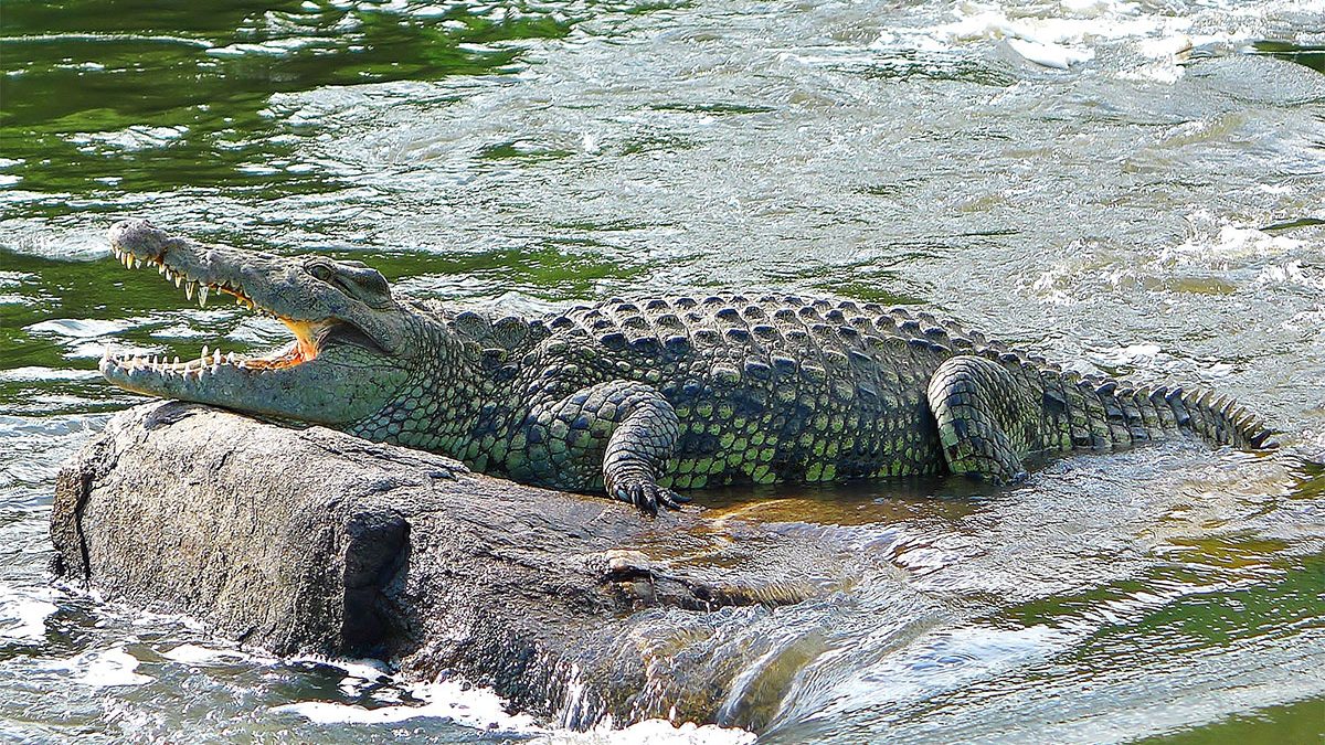 Visiting Uganda in August