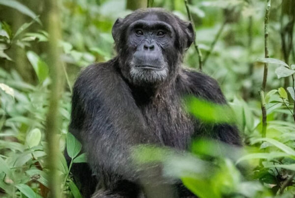 Visiting Uganda in December