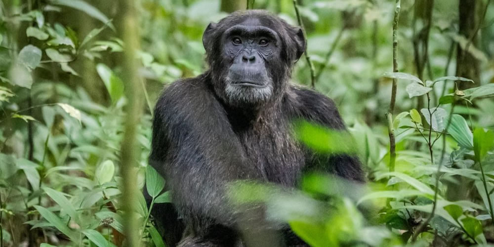 Visiting Uganda in December
