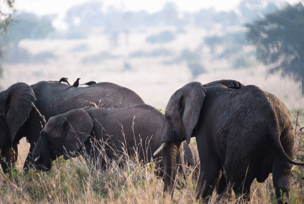 Visiting Uganda in June