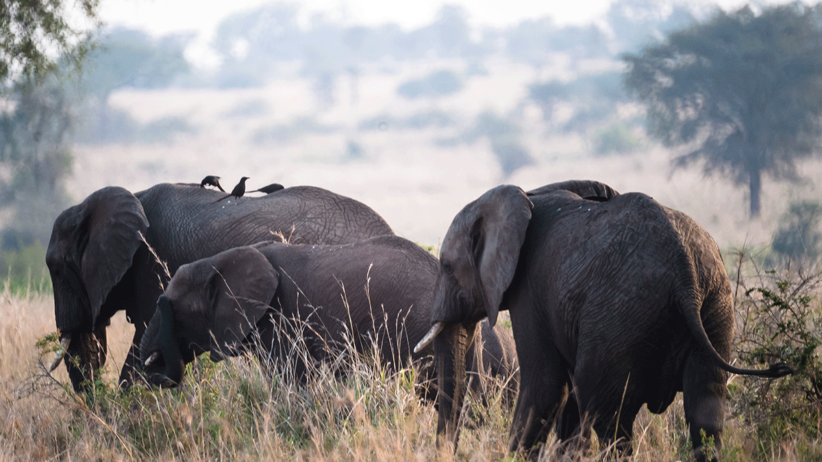 Visiting Uganda in June