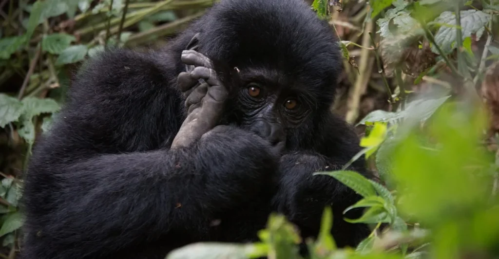 Visiting Uganda in March