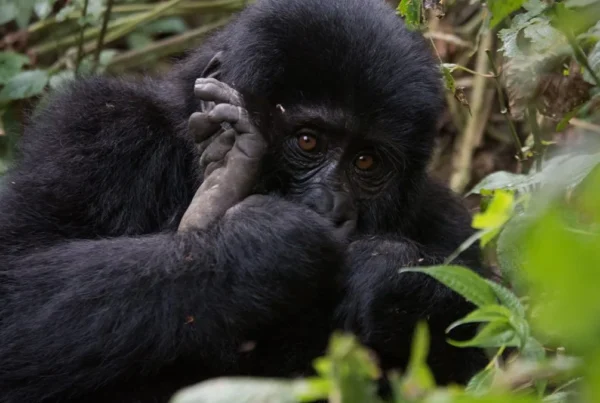 Visiting Uganda in March