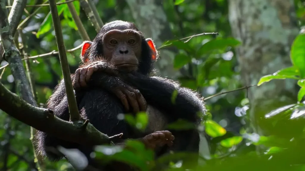 Visiting Uganda in May