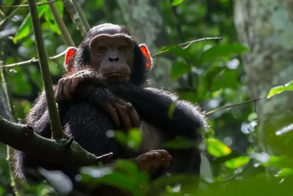 Visiting Uganda in May