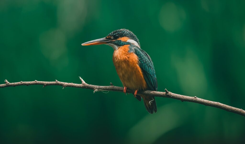 Visiting Uganda in October