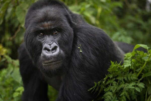Visiting Uganda in September