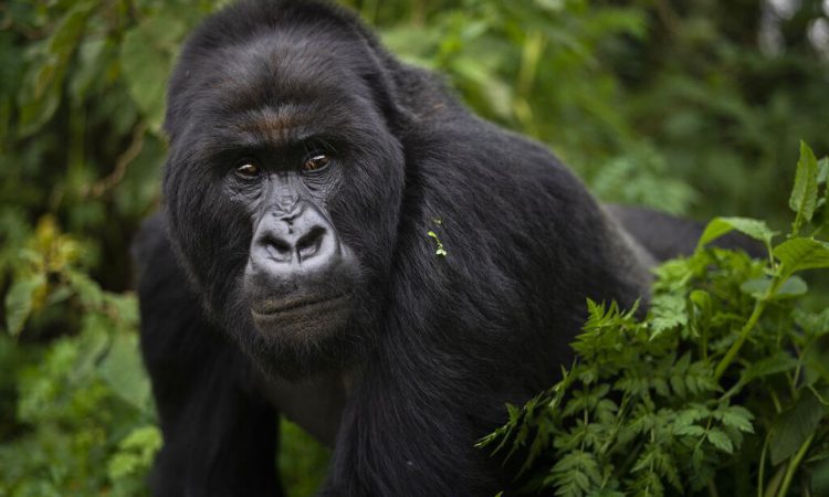 Visiting Uganda in September