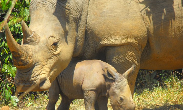 Weekend Escape at Ziwa Rhino Sanctuary: Solo Traveler Guide with kids