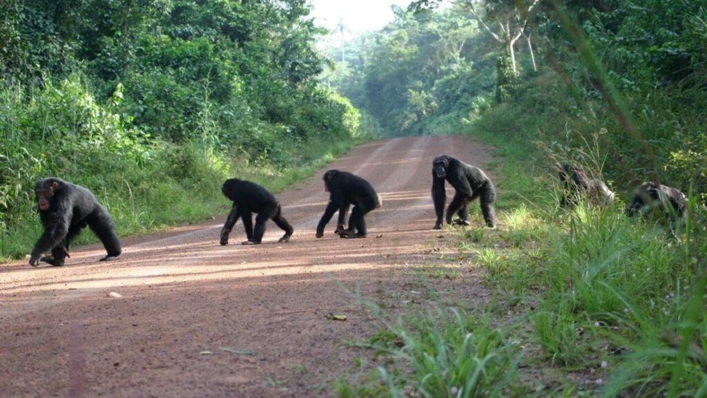 When is the best time to go chimpanzee tracking in Uganda?