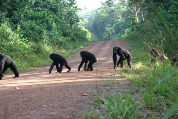 When is the best time to go chimpanzee tracking in Uganda?