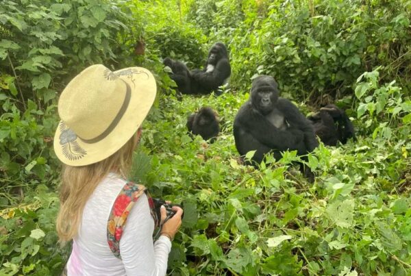 When is the best time to go gorilla trekking in Uganda?