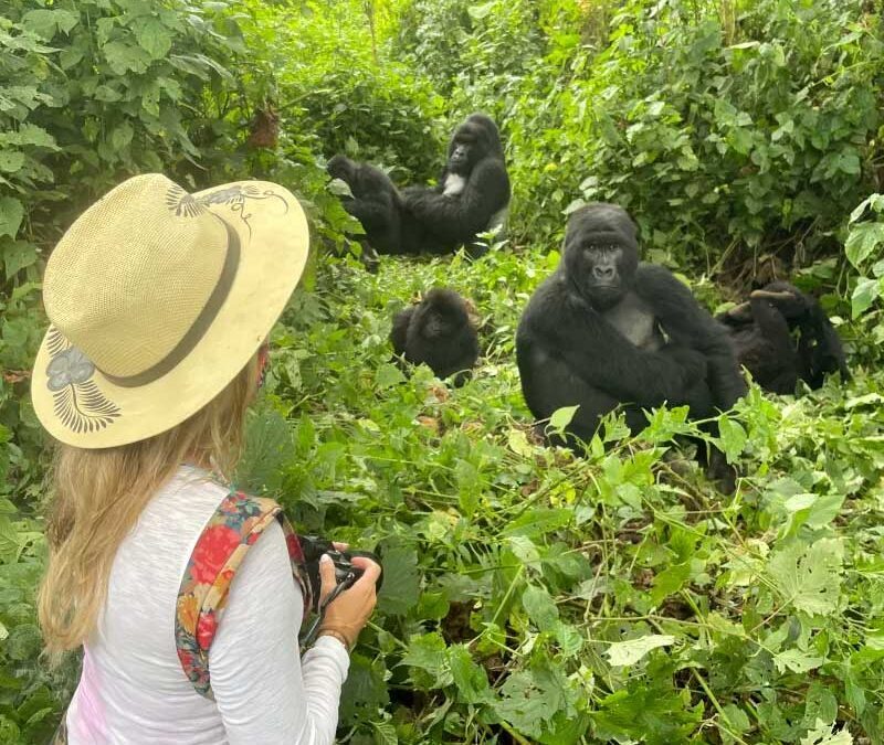 When is the best time to go gorilla trekking in Uganda?