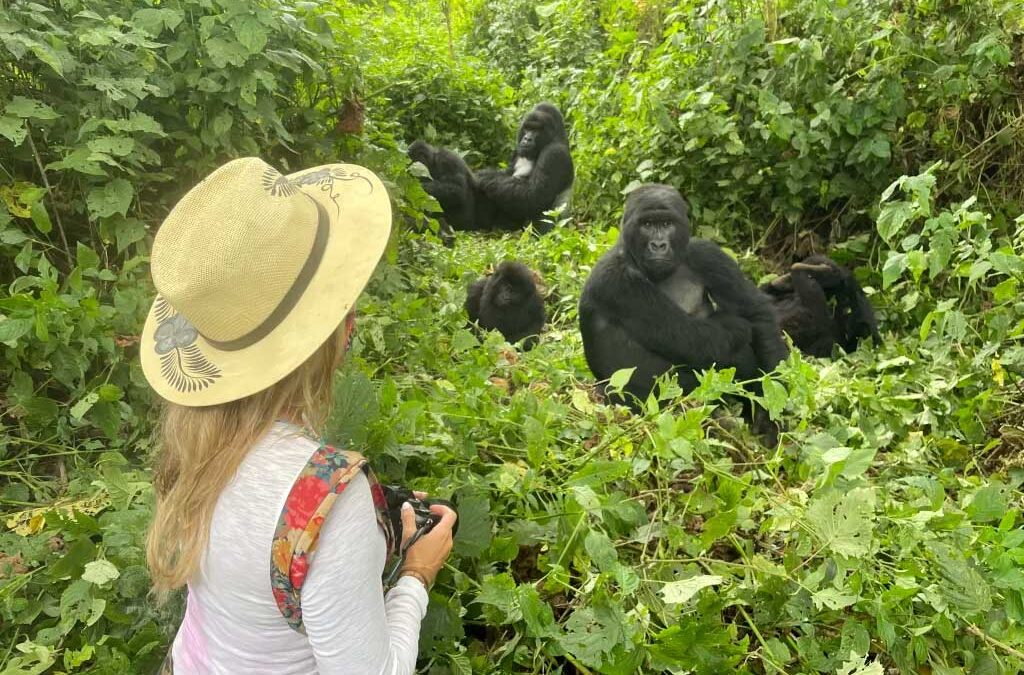 When is the best time to go gorilla trekking in Uganda?