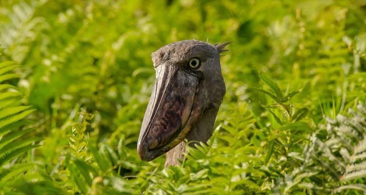 When is the best time to visit Uganda