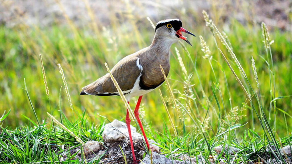 Where to go Bird Watching in Uganda?