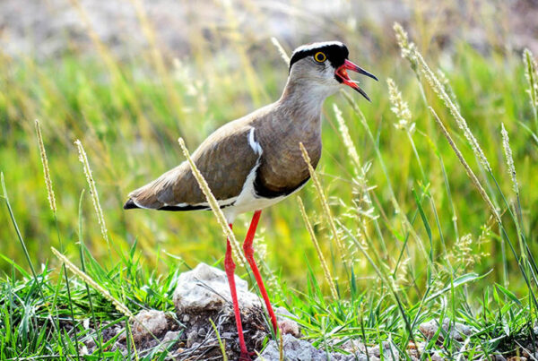 Where to go Bird Watching in Uganda?
