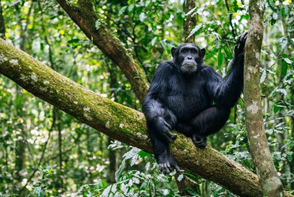 Where to go chimpanzee habituation in Uganda?