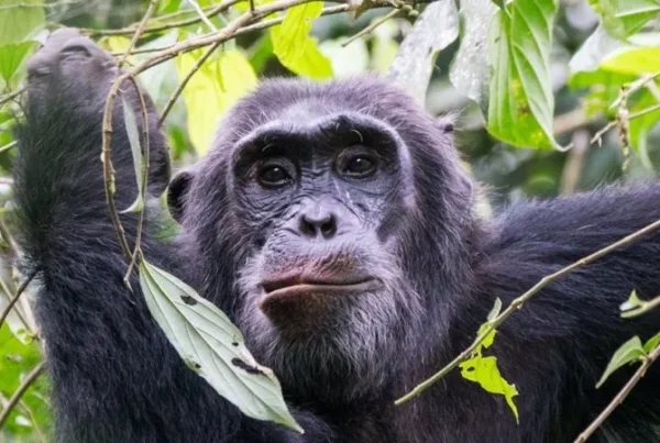 Where to go chimpanzee tracking in Uganda?