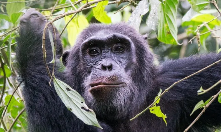 Where to go chimpanzee tracking in Uganda?