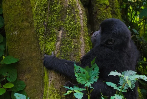 Where to go to gorilla trekking in Uganda