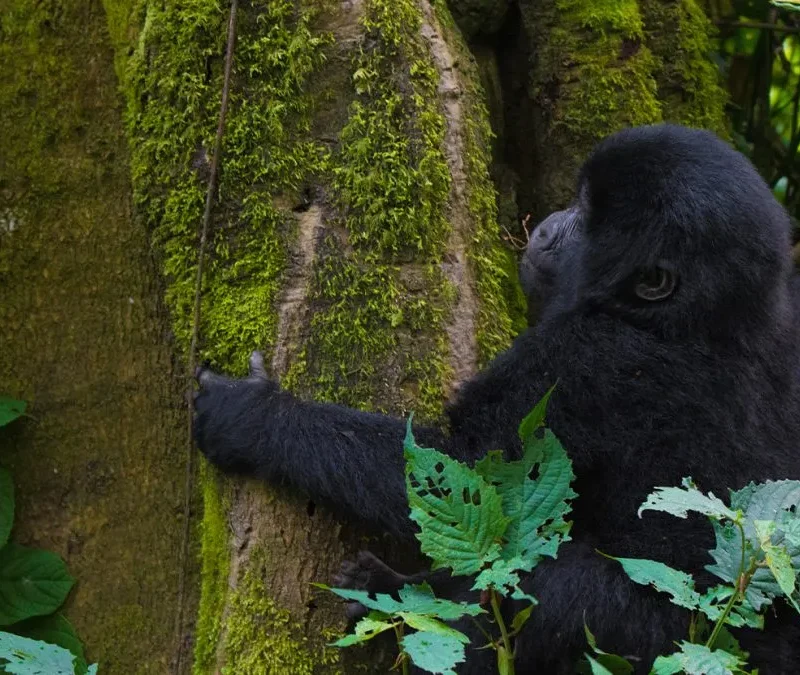 Where to go to gorilla trekking in Uganda