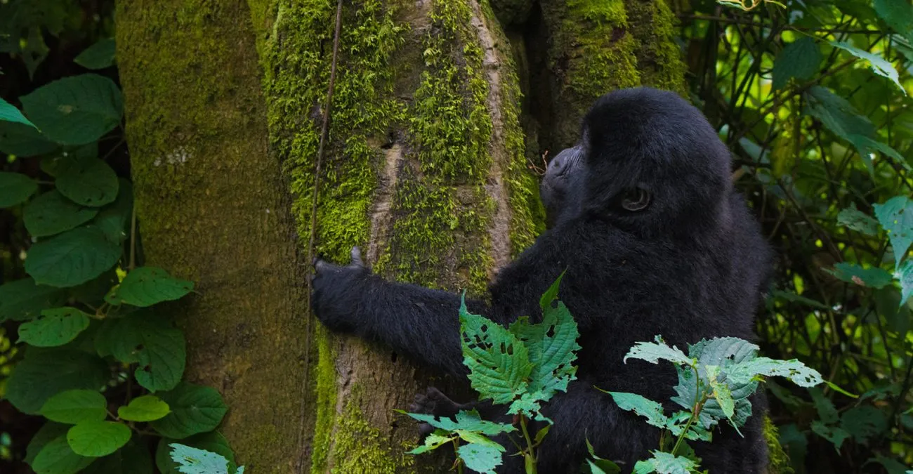 Where to go to gorilla trekking in Uganda