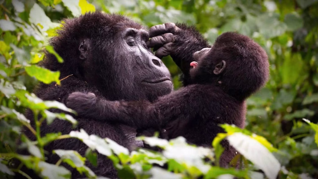 White Water Rafting at Mgahinga Gorilla National Park: Frequently Asked Questions with Limited Time