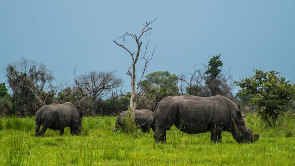Wildlife Photography Tips at Ziwa Rhino Sanctuary: Safety Guide for photographers