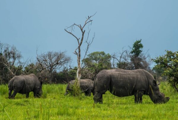 Wildlife Photography Tips at Ziwa Rhino Sanctuary: Safety Guide for photographers