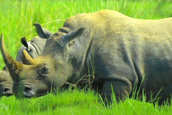 Wildlife Photography Tips at Ziwa Rhino Sanctuary: Safety Guide for photographers