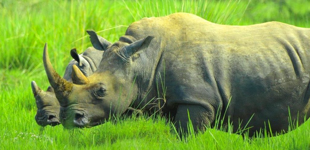 Wildlife Photography Tips at Ziwa Rhino Sanctuary: Safety Guide for photographers