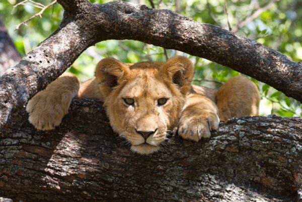 Wildlife in Uganda