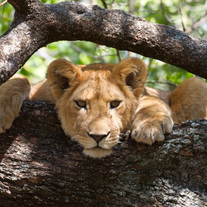 Wildlife in Uganda