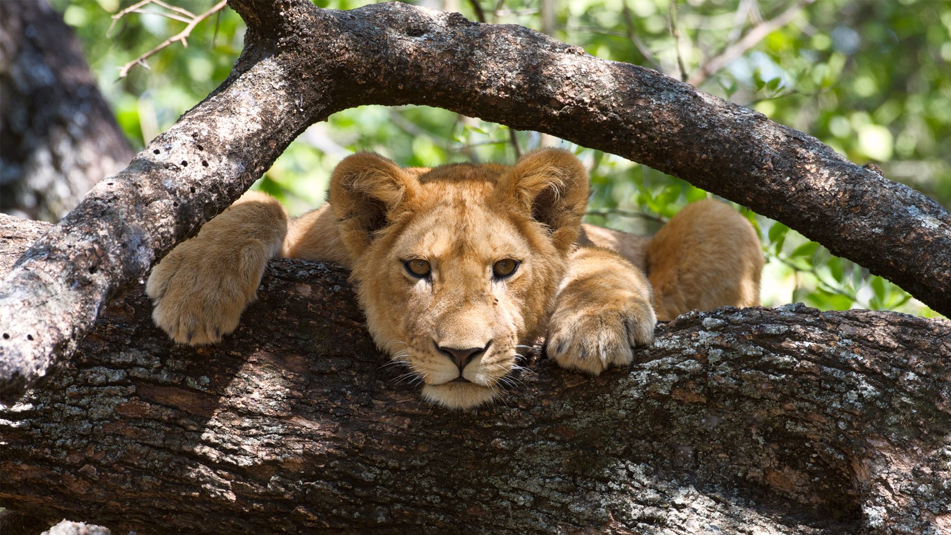 Wildlife in Uganda