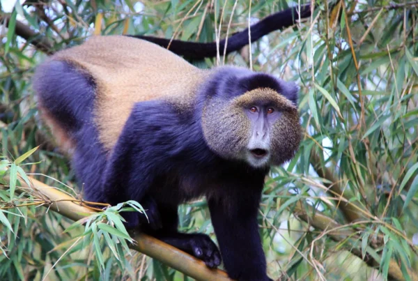 Winter in Uganda (December – February)