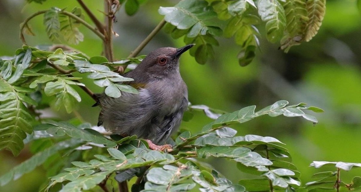 Ultimate Checklist for birdwatching hotspot in Bwindi Impenetrable Forest for honeymooners