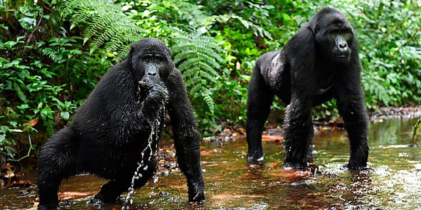 The Hidden Gems: luxury escape at Bwindi Impenetrable Forest for avid hikers