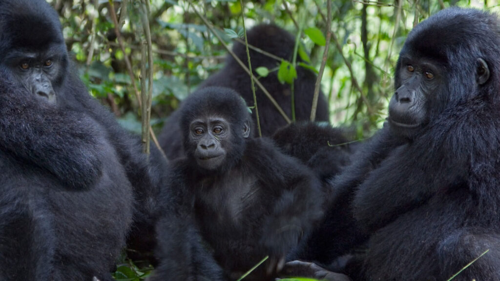 10-Day Uganda & Rwanda - Gorillas, Wildlife & Volcanoes