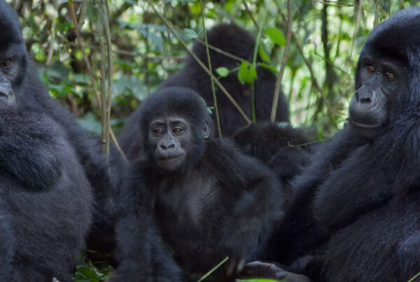10-Day Uganda & Rwanda - Gorillas, Wildlife & Volcanoes