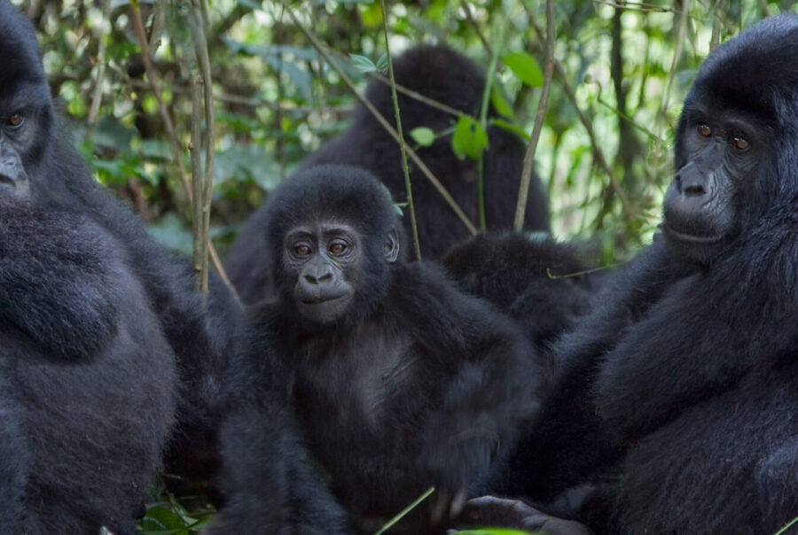 10-Day Uganda & Rwanda - Gorillas, Wildlife & Volcanoes