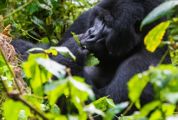 11-Day Primates of the Great Rift Valley Safari, Uganda