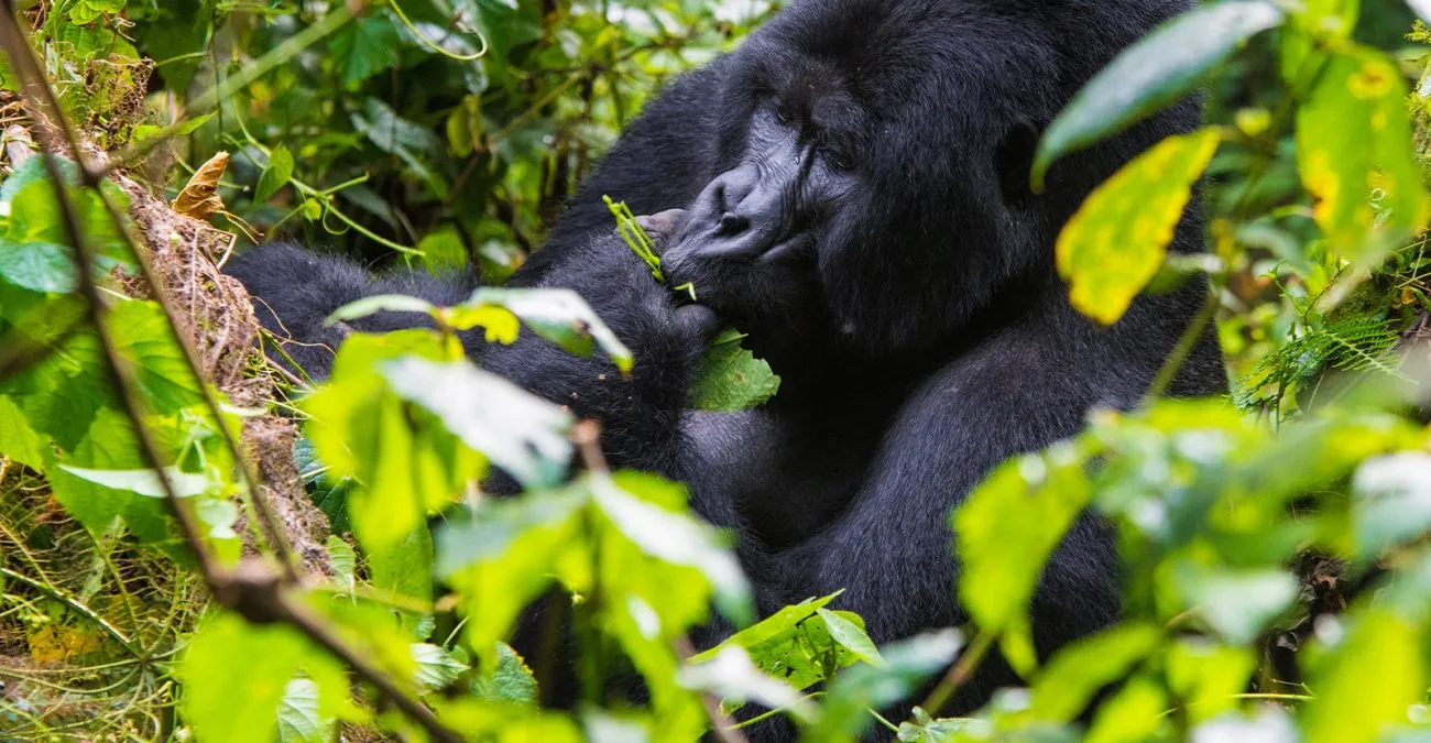 11-Day Primates of the Great Rift Valley Safari, Uganda