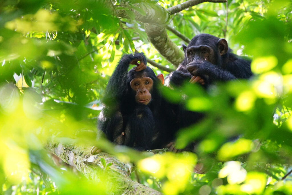 14-Day Uganda Gorilla Chimpanzees and Wildlife Safari