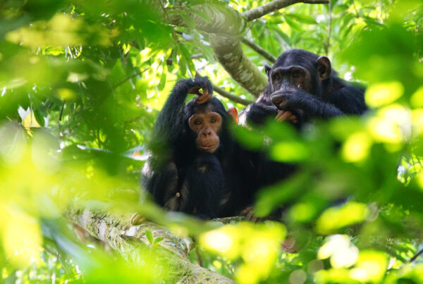 14-Day Uganda Gorilla Chimpanzees and Wildlife Safari
