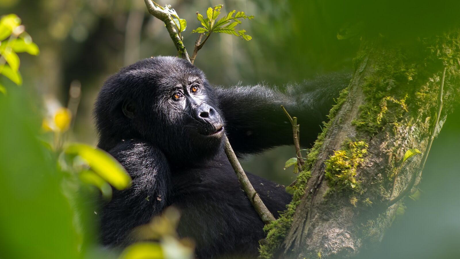 20-Day Ultimate Uganda Tour