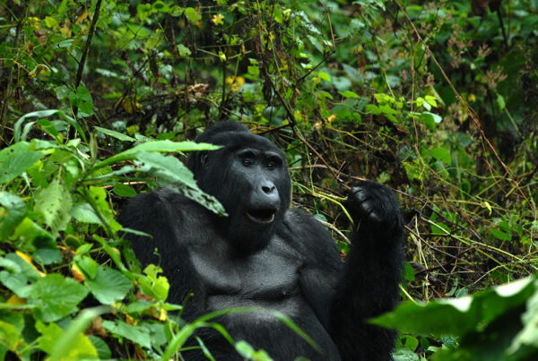 3-Day Bwindi Luxury Safari