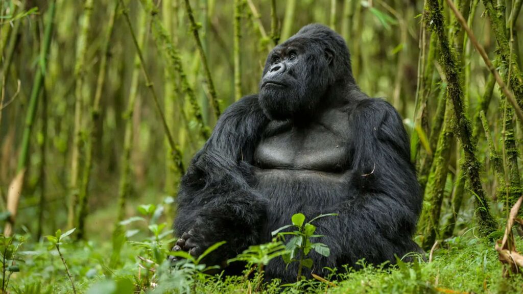 3-Day Rwanda Gorillas and Golden Monkeys Tour