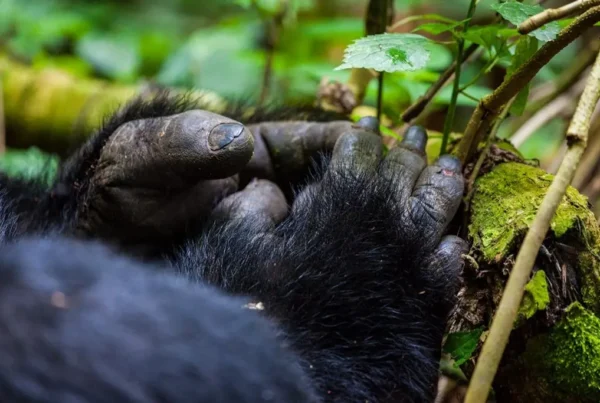 4-Day Luxury Gorilla & Golden Monkey Trek in Mgahinga NP