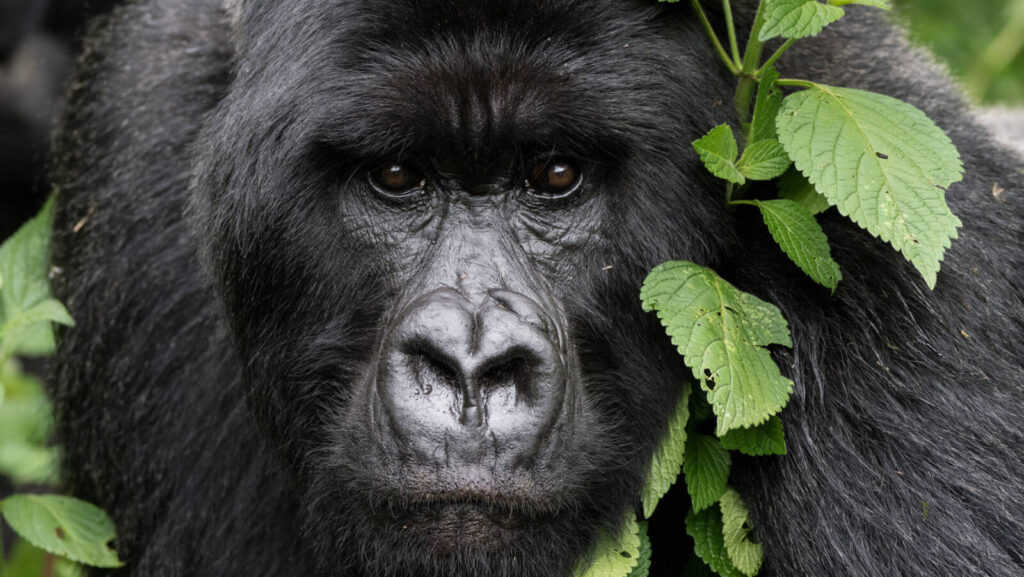 4-Day Rwanda Gorilla and Golden Monkey Trekking Tour